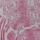 LCD Digital Microscope Camera